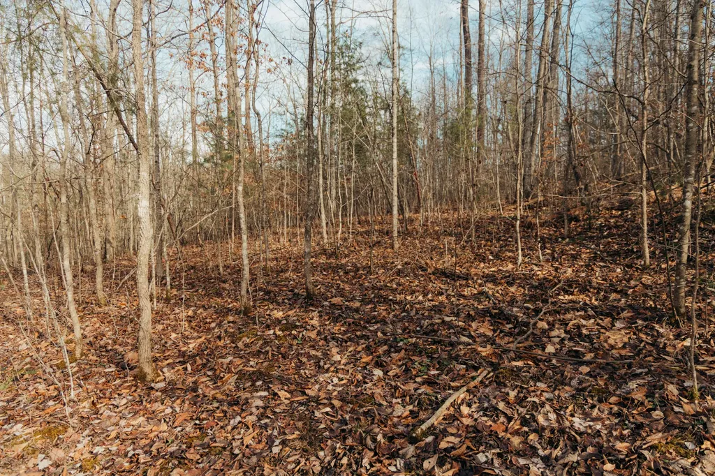 0 Tbd Whites Branch Road Wellington KY 40387