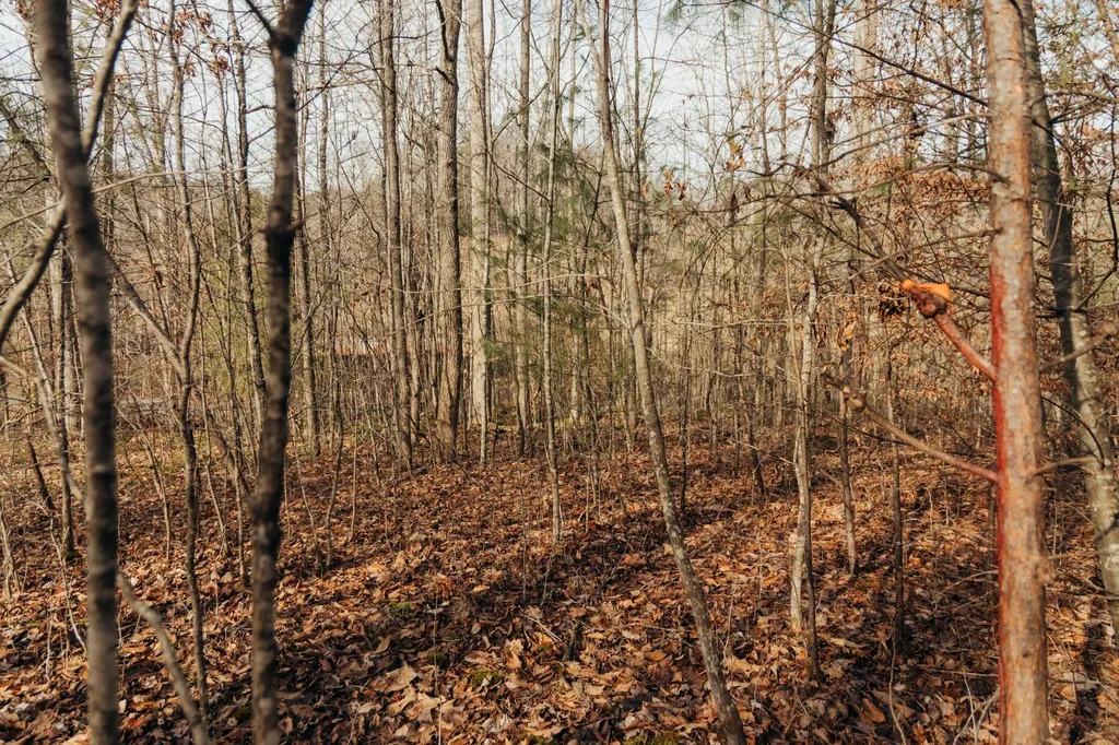 0 Tbd Whites Branch Road Wellington KY 40387