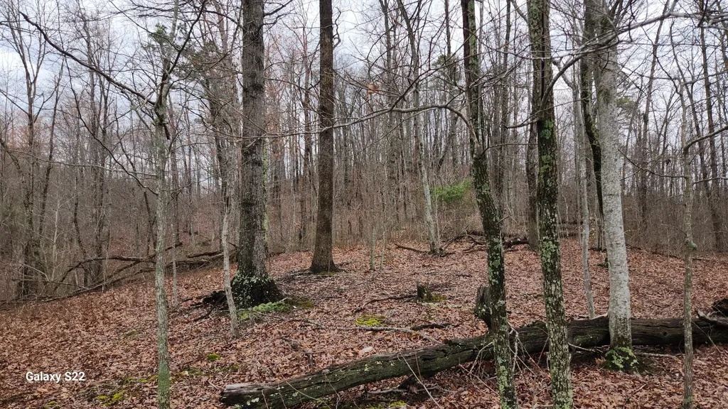 3504 East Fork Road Means KY 40346