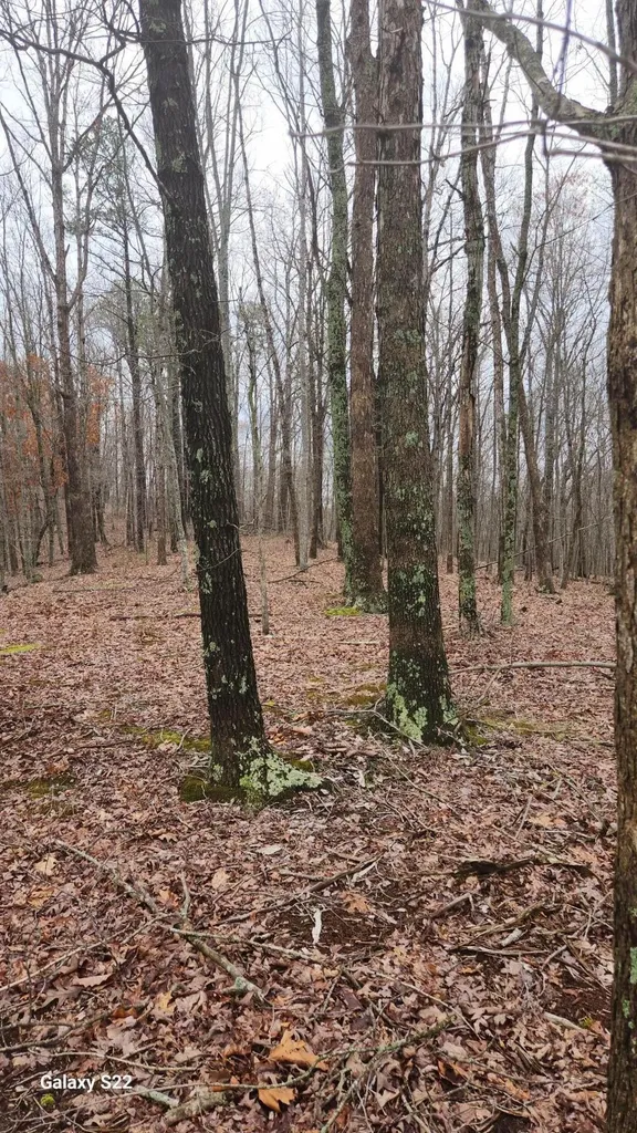 3504 East Fork Road Means KY 40346