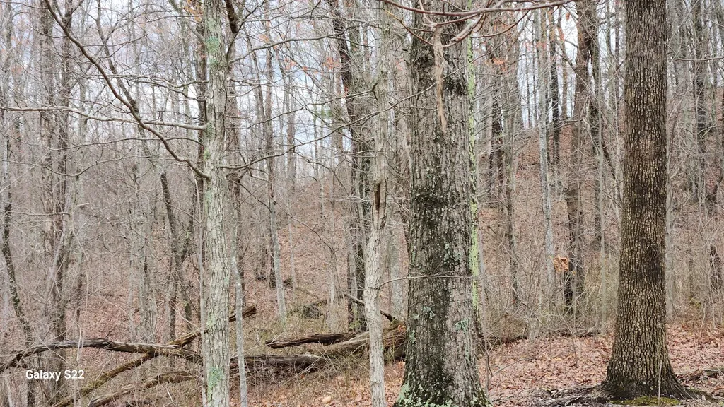 3504 East Fork Road Means KY 40346