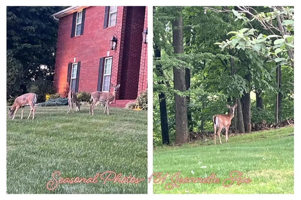 131 Jeannette Avenue Frankfort KY 40601
