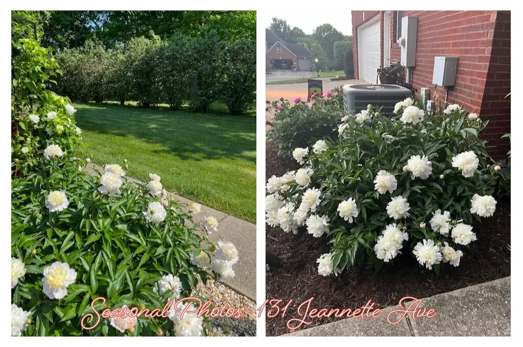 131 Jeannette Avenue Frankfort KY 40601