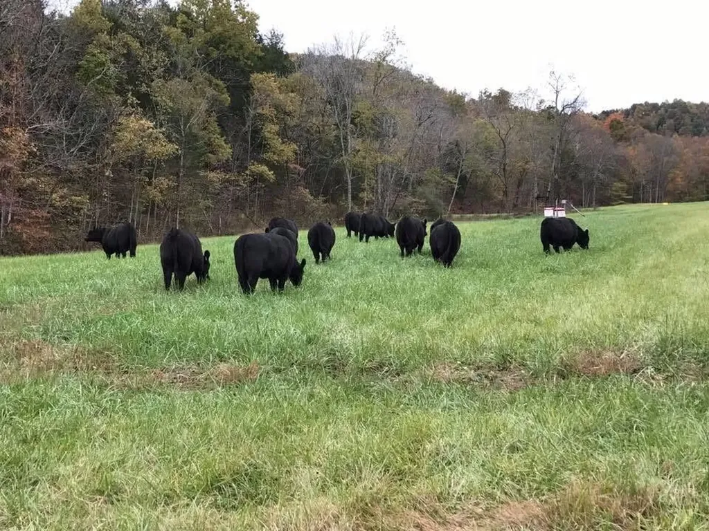 960 Jack Rakes Road Bradfordsville KY 40009