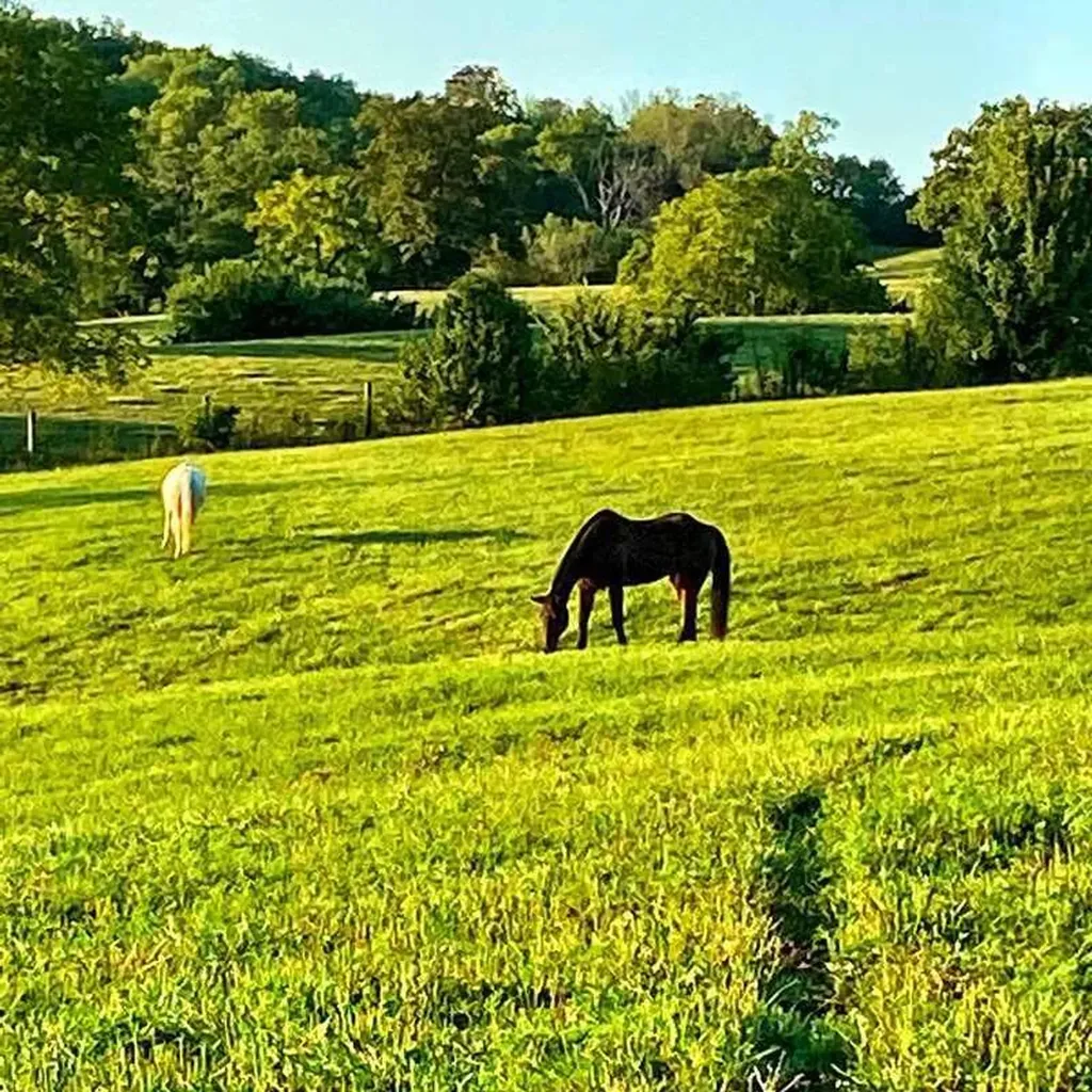 4301 Spencer Pike Mt Sterling KY 40353