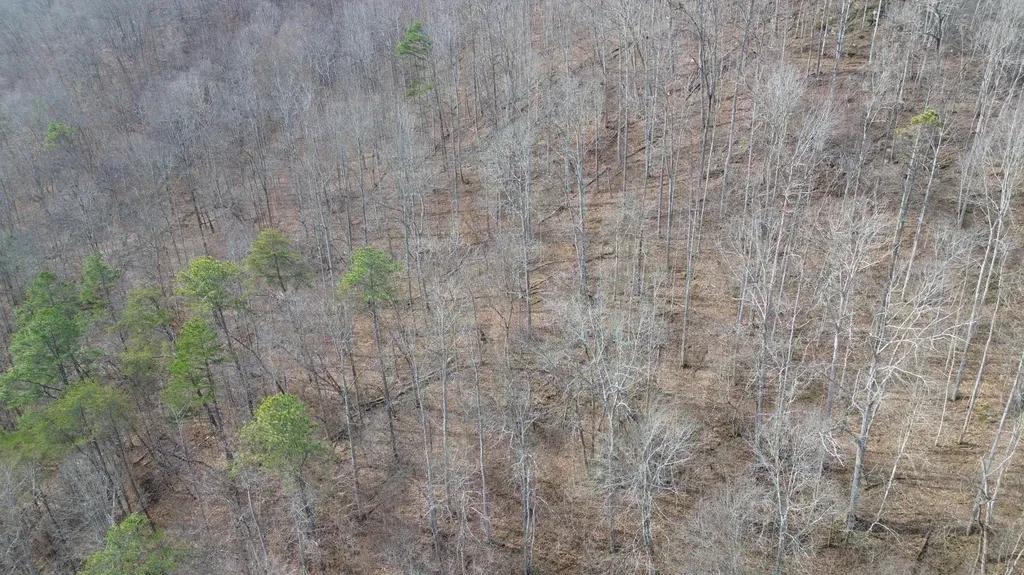 237A Meatscaffold Road Jackson KY 41339