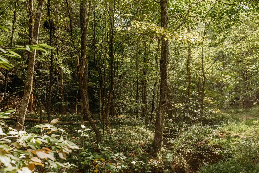 Lot 33 Lower Hollertop Road Campton KY 41301