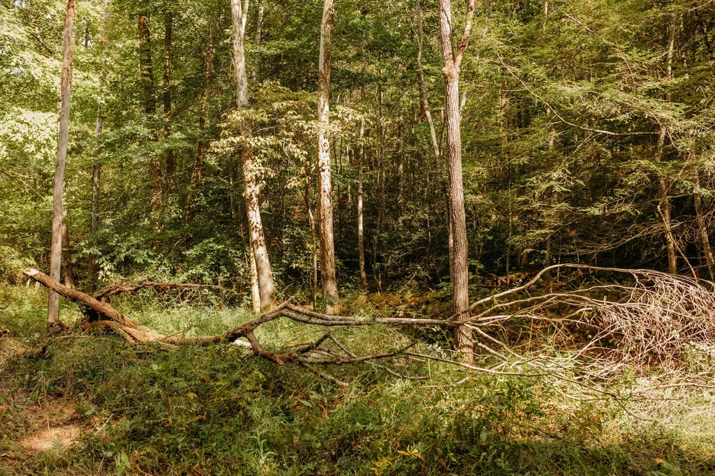 Lot 33 Lower Hollertop Road Campton KY 41301