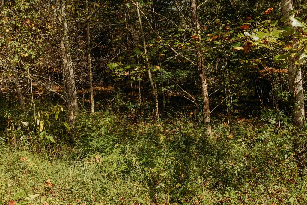 Lot 29 Lower Hollertop Road Campton KY 41301