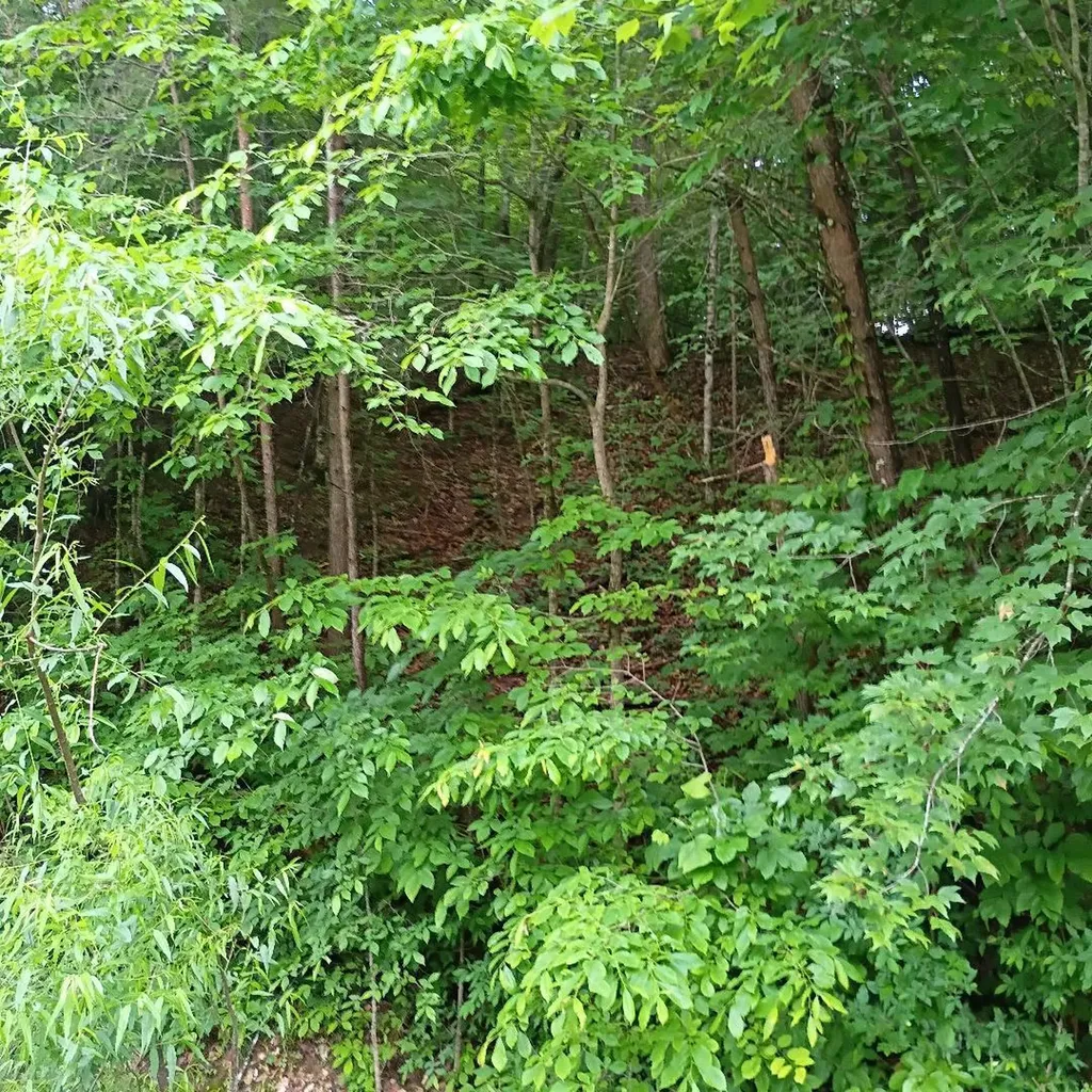 273 S Burke Road Monticello KY 42633