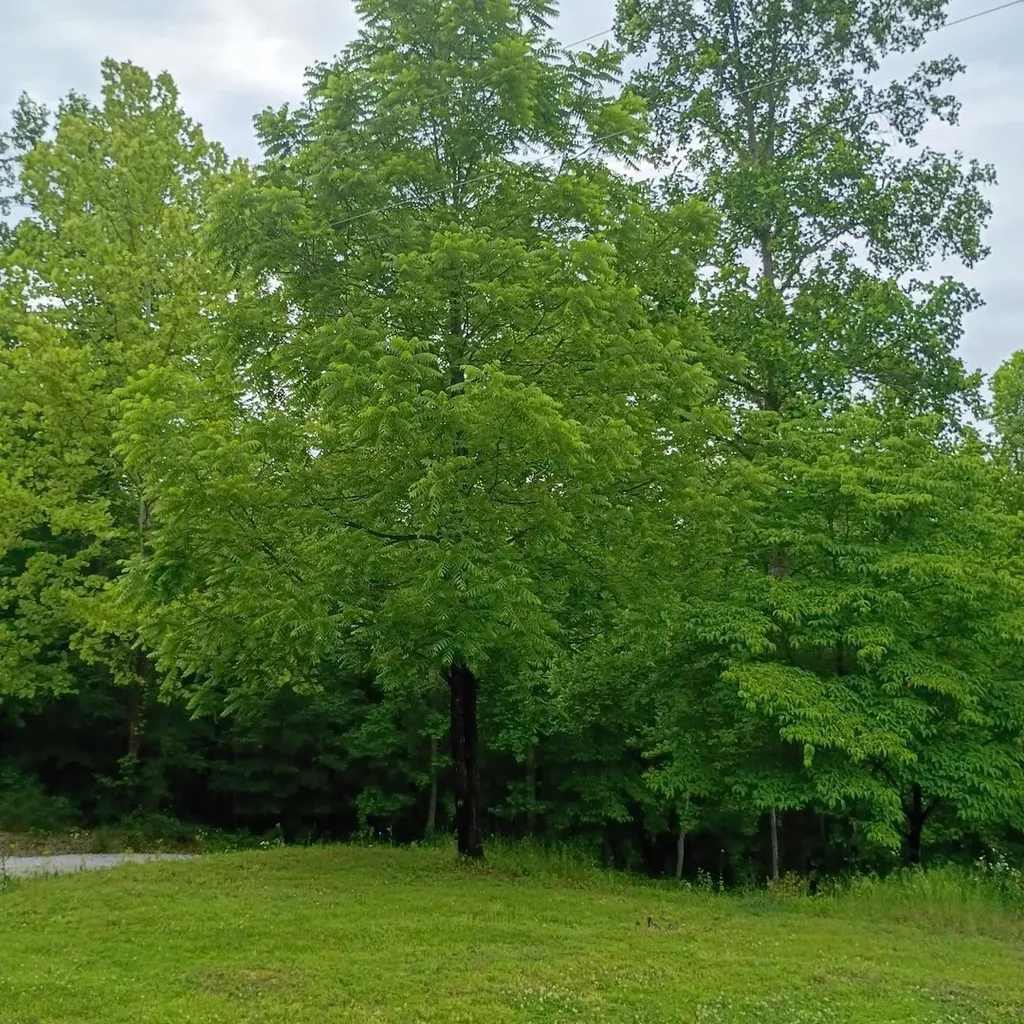 273 S Burke Road Monticello KY 42633