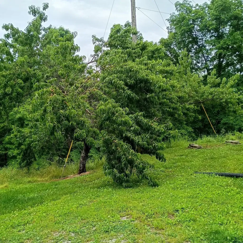 273 S Burke Road Monticello KY 42633
