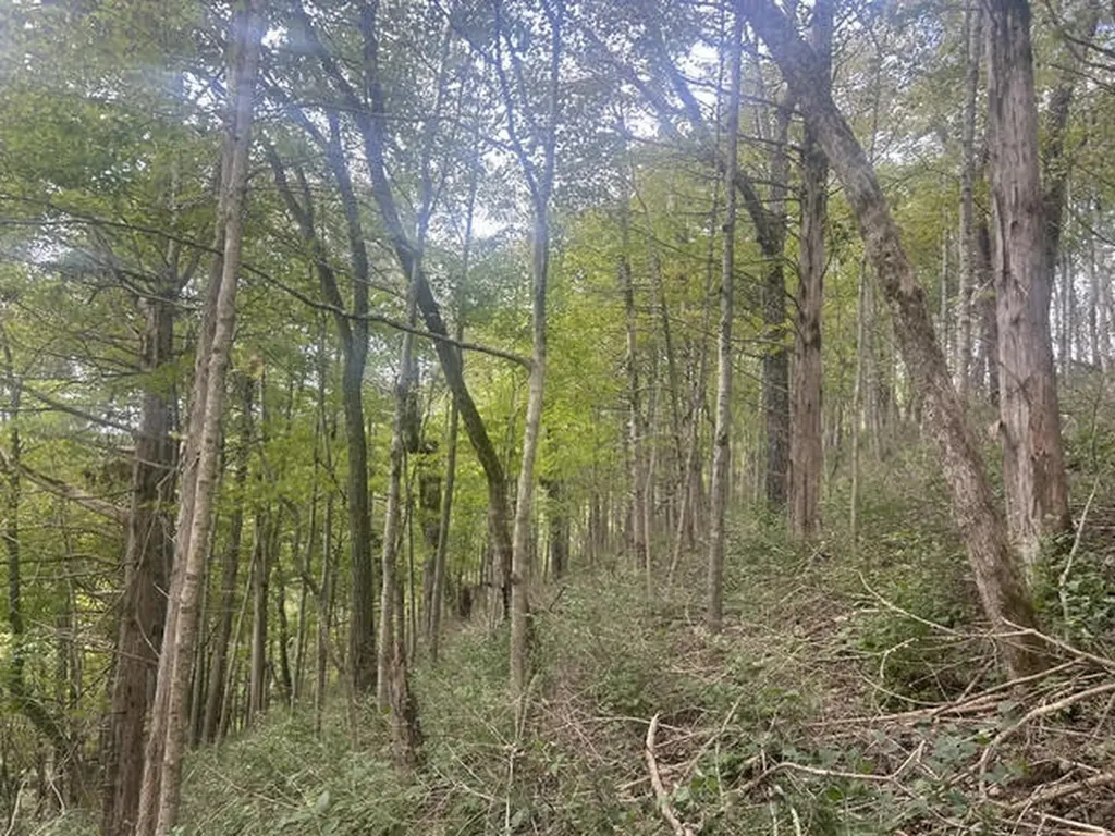 544 Avawam Drive Richmond KY 40475