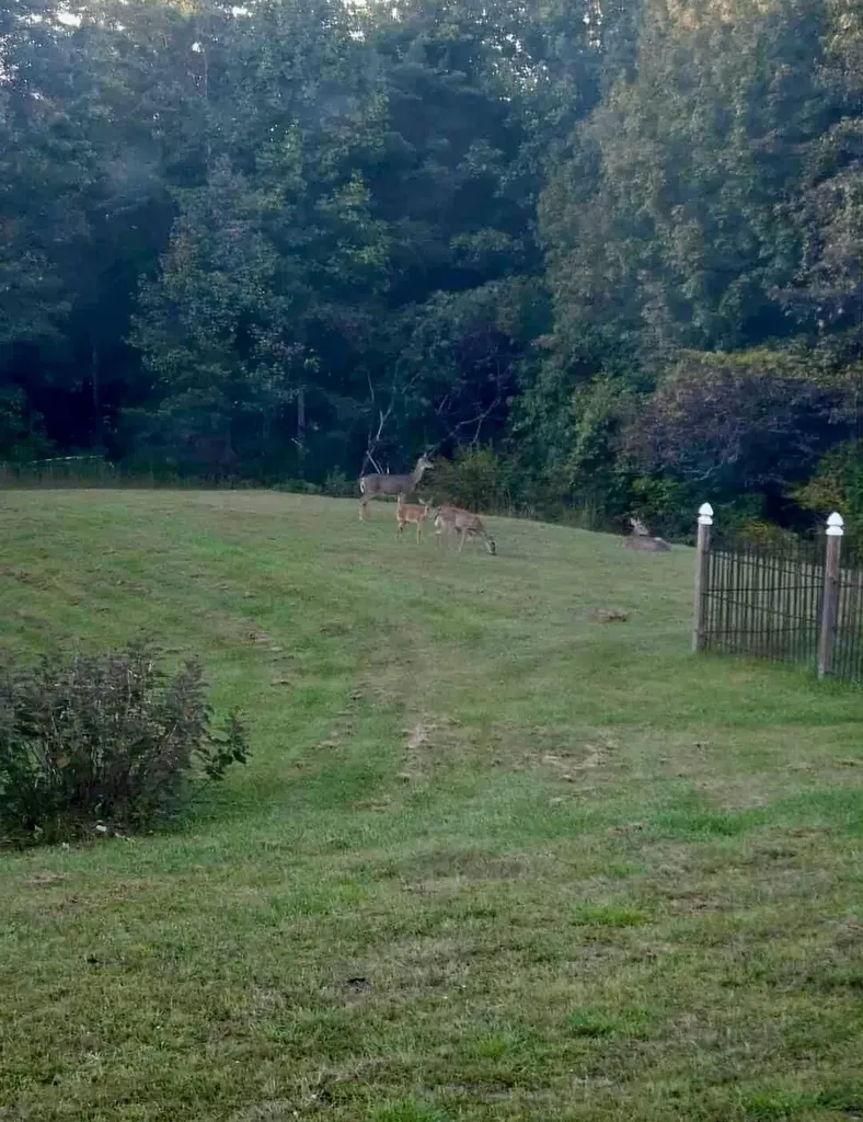 1668 State Highway 498 Beattyville KY 41311