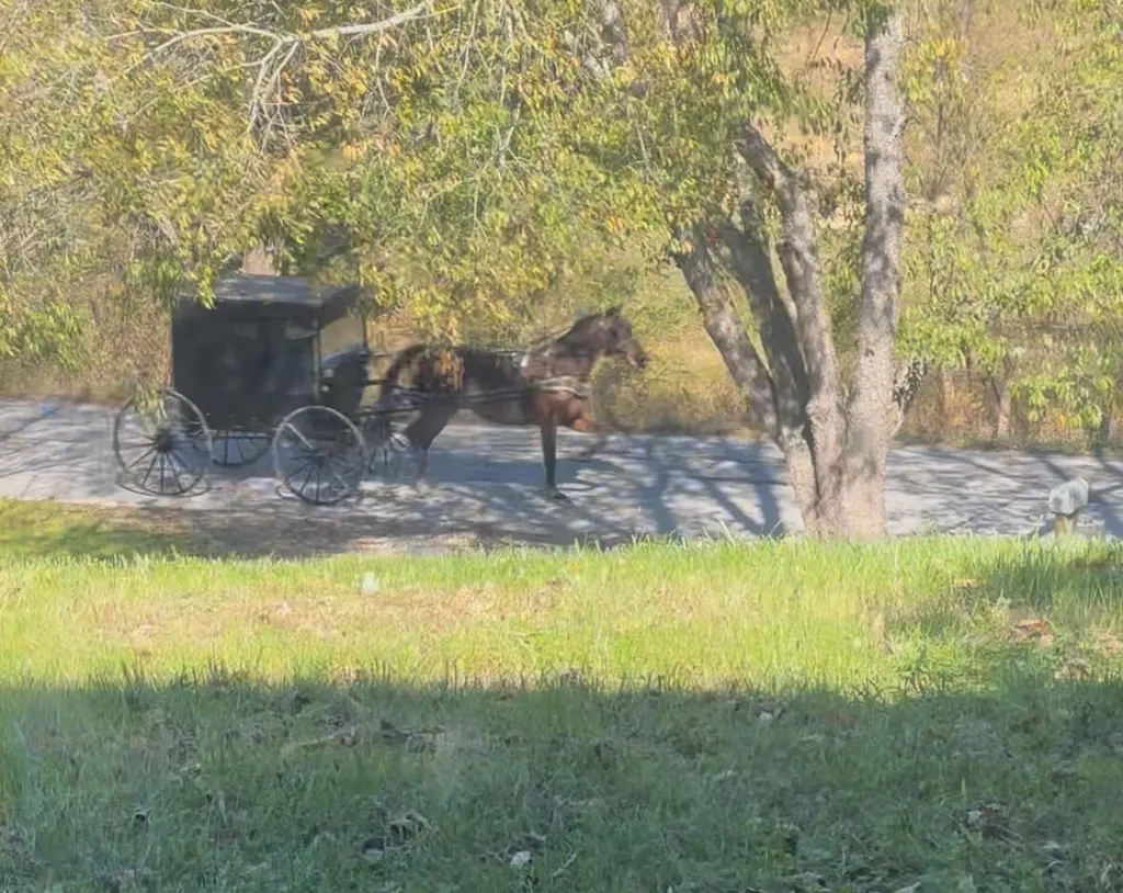 3895 Ky Highway 518 Hustonville KY 40437