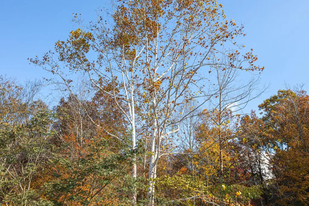 320 Cravens Hollow Road Liberty KY 42539