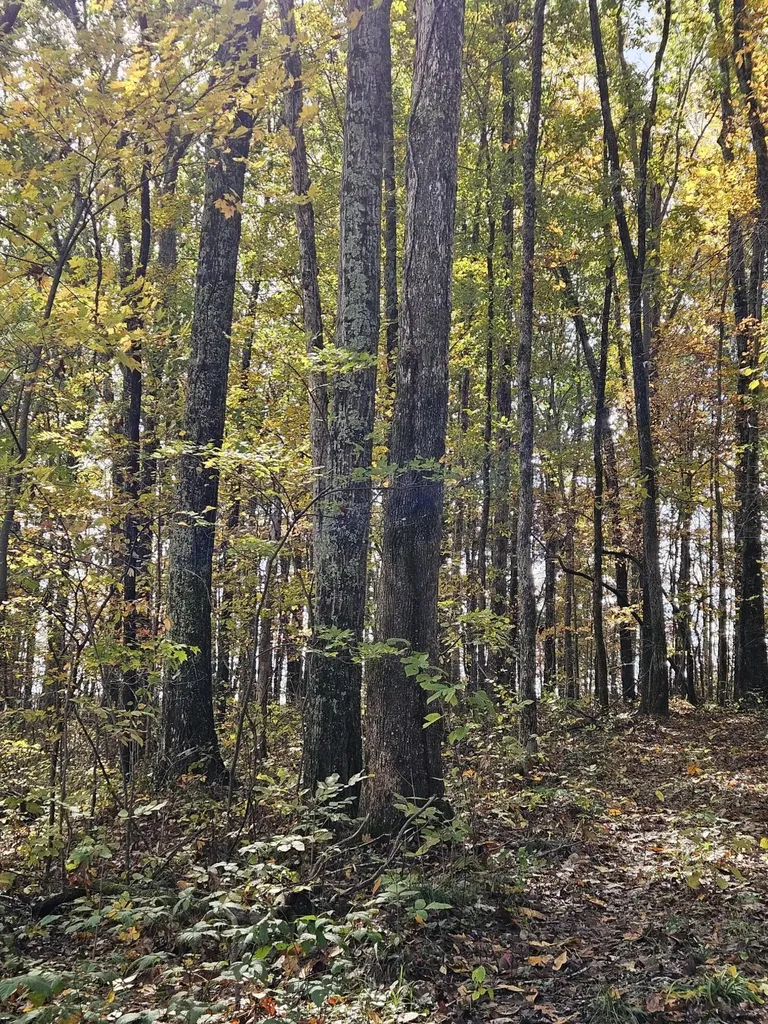 320 Cravens Hollow Road Liberty KY 42539