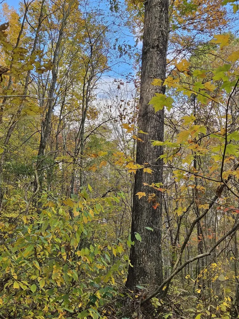 320 Cravens Hollow Road Liberty KY 42539