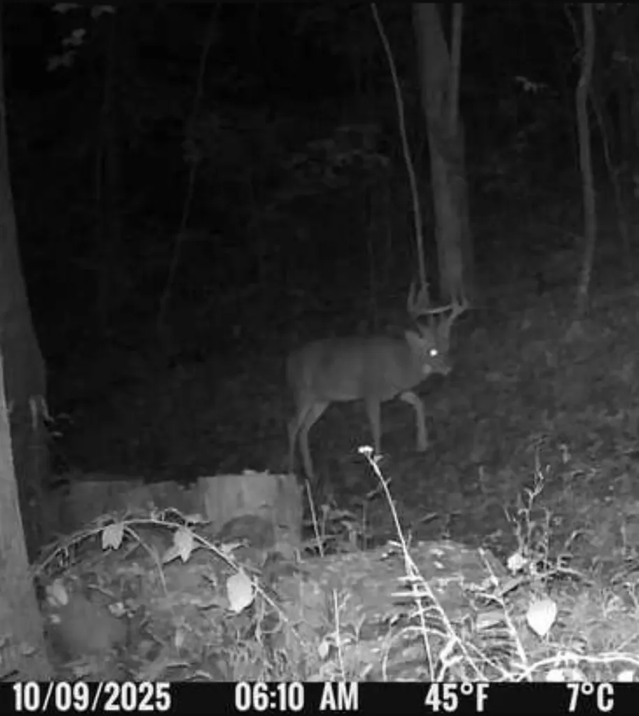 800 Left Johnson Fork Salyersville KY 41465