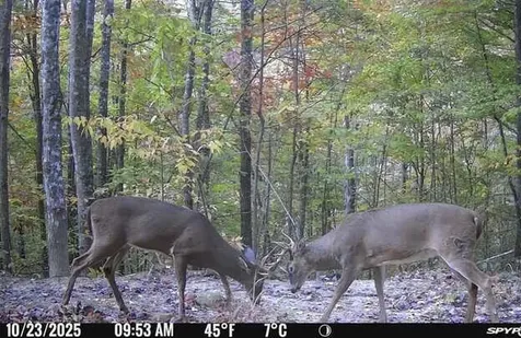 800 Left Johnson Fork Salyersville KY 41465
