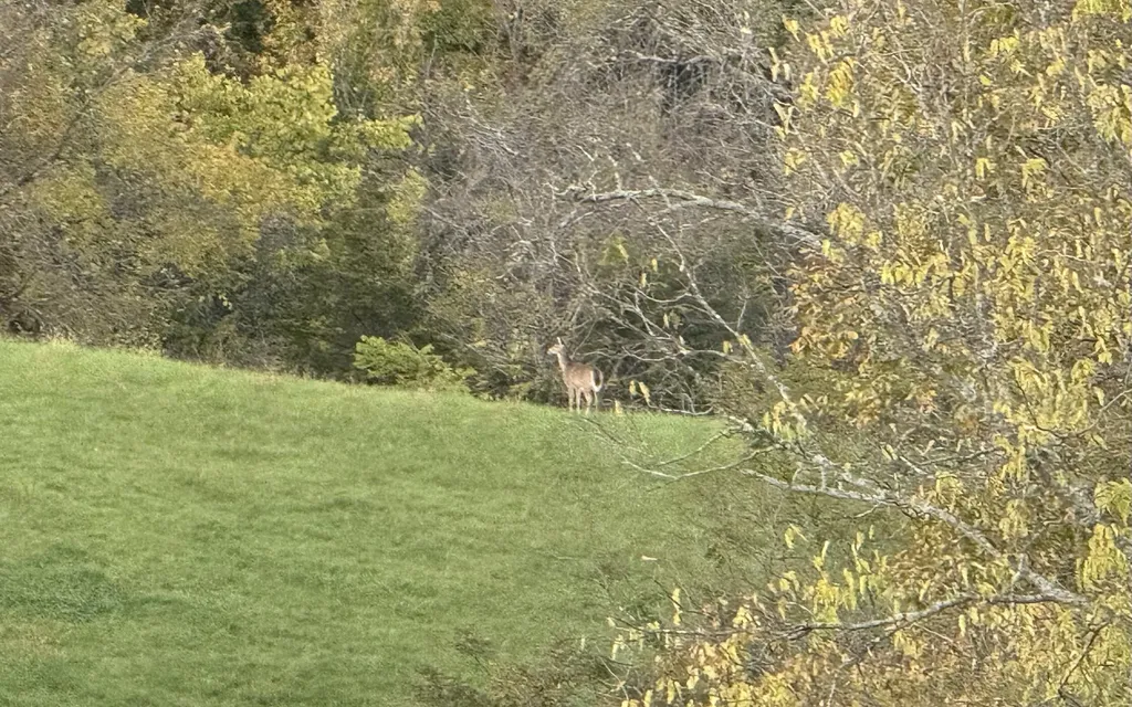 796 Hidden Acres Mount Olivet KY 41064