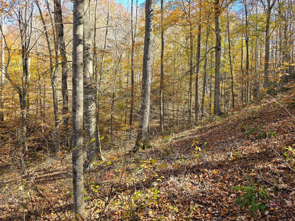Tract 2 Bastin Creek Road Kings Mountain KY 40442