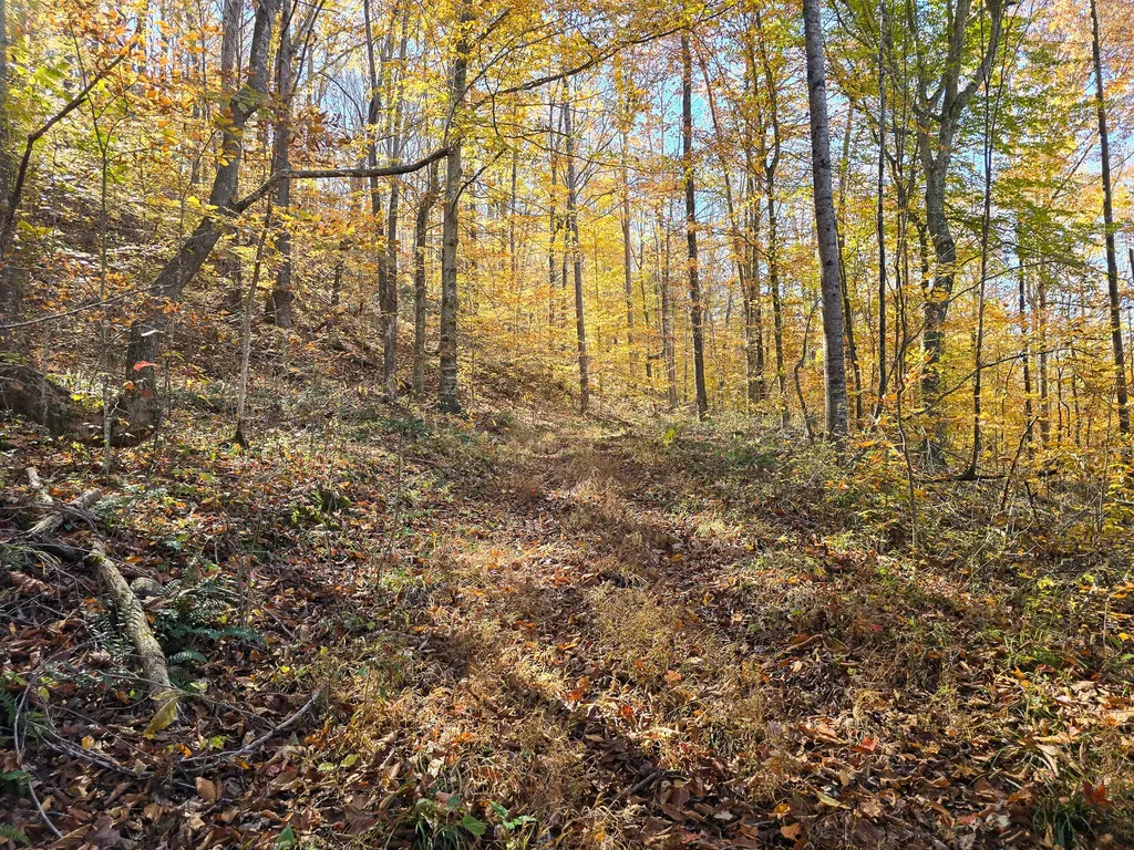 Tract 2 Bastin Creek Road Kings Mountain KY 40442