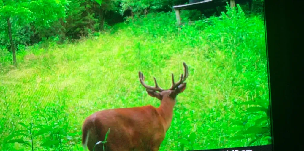 00 Caney Creek Road Stamping Ground KY 40379