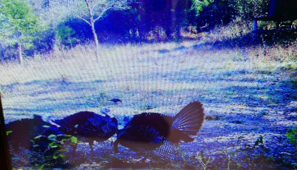 00 Caney Creek Road Stamping Ground KY 40379