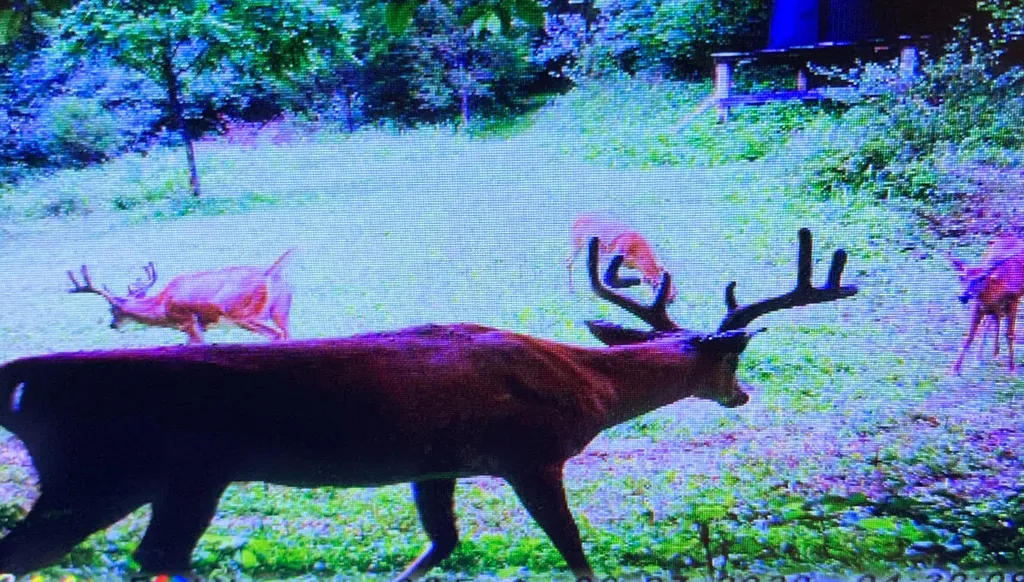 00 Caney Creek Road Stamping Ground KY 40379