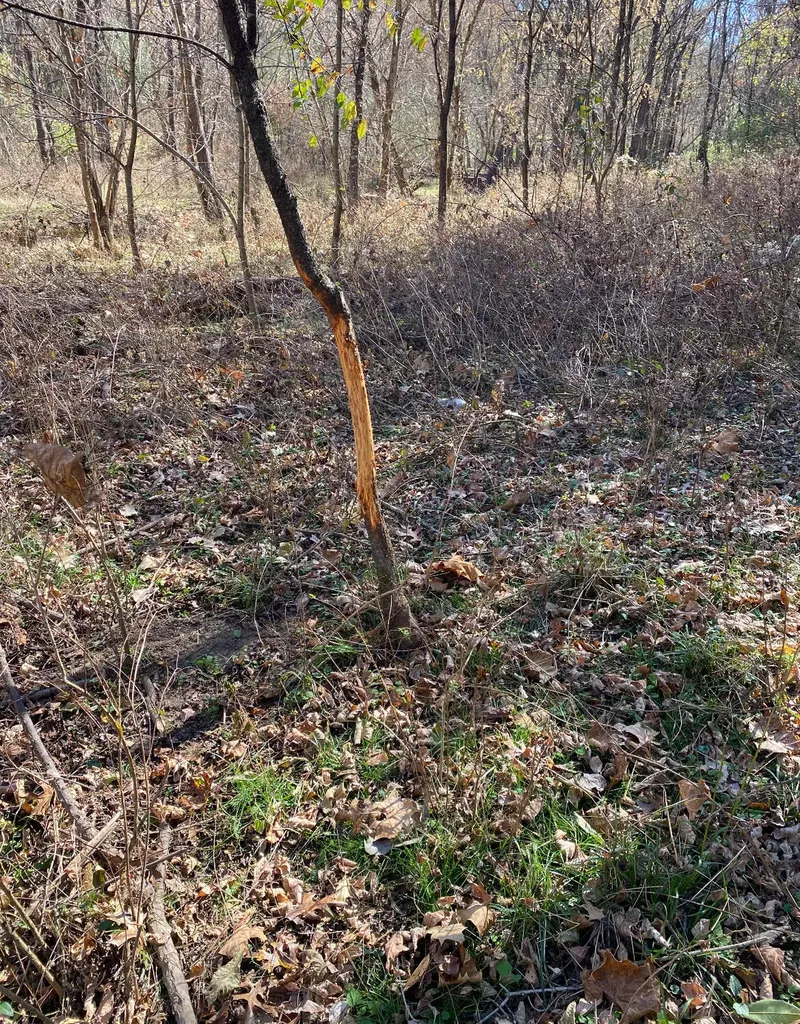 00 Caney Creek Road Stamping Ground KY 40379