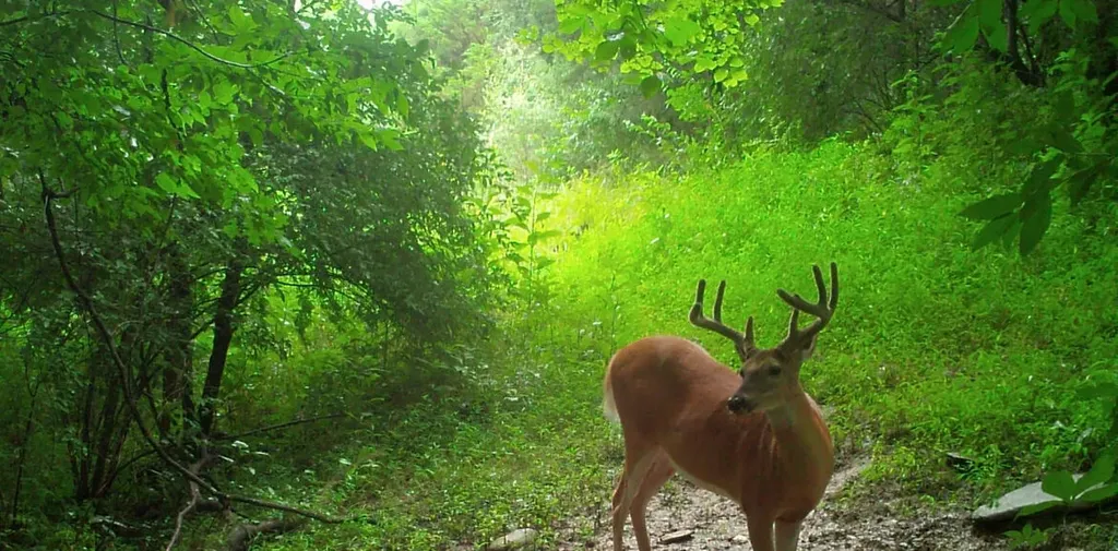 00 Caney Creek Road Stamping Ground KY 40379