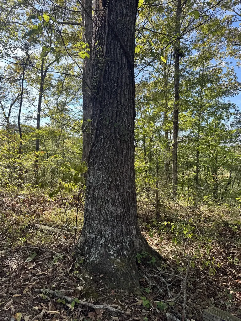 1 Mooretown Hill Road Beattyville KY 41311