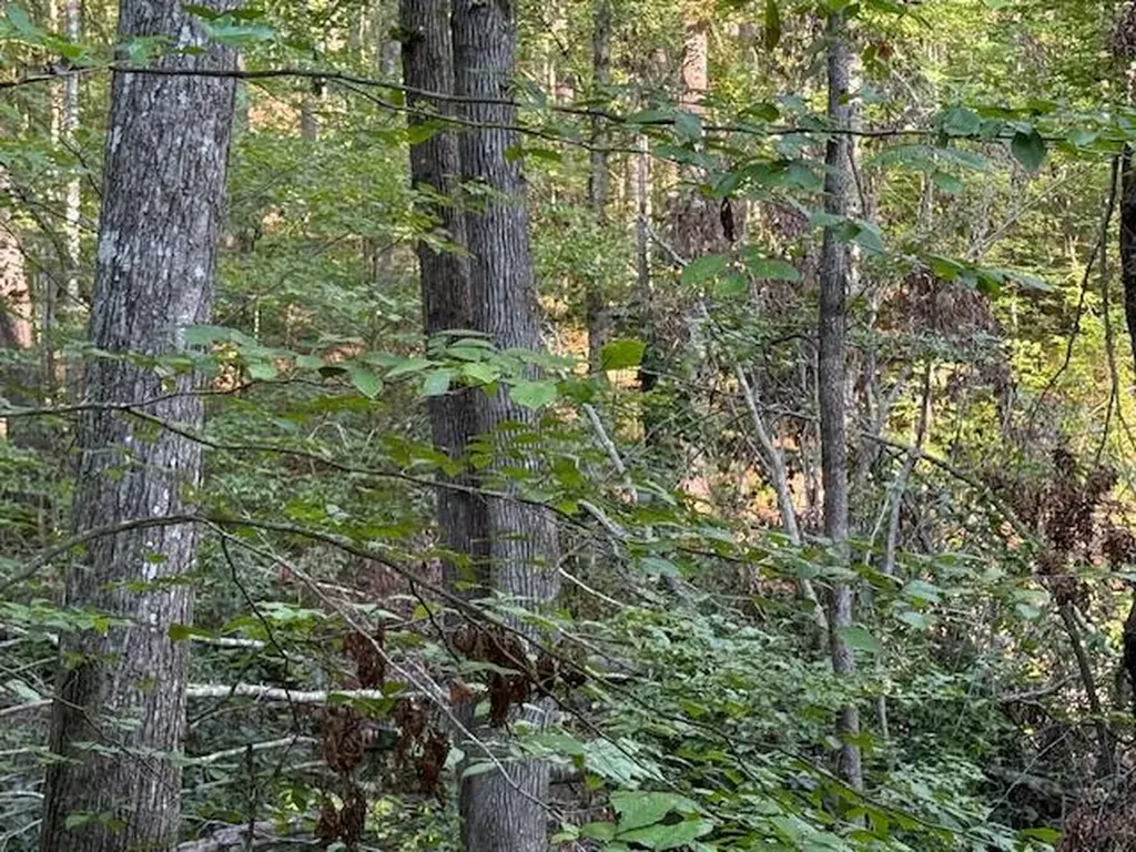 Tract 2 Dunaway Road Beattyville KY 41311