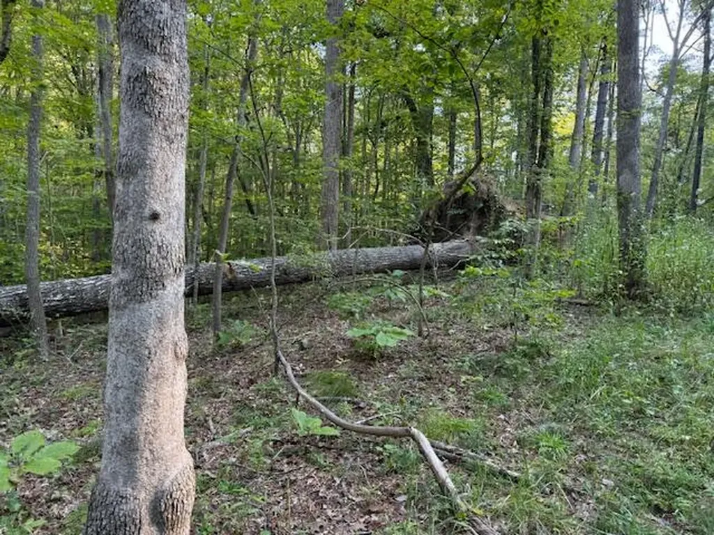 Tract 2 Dunaway Road Beattyville KY 41311