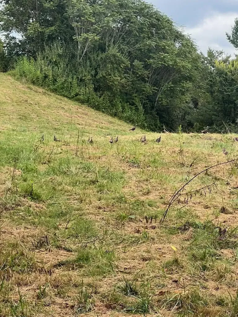 363 Higgins Branch Road Royalton KY 41464
