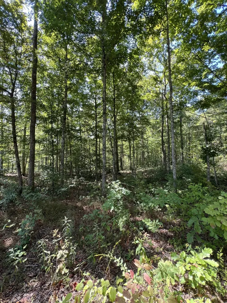 Lot 25 Restful Run Road Nancy KY 42544
