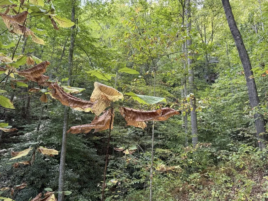 1435 Nada Tunnel Road Stanton KY 40380