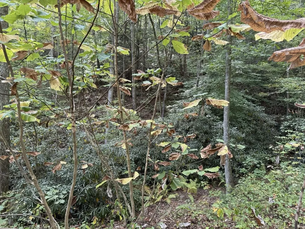 1435 Nada Tunnel Road Stanton KY 40380