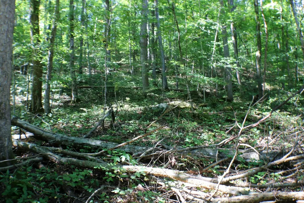 406 Harmony Lane Burnside KY 42519