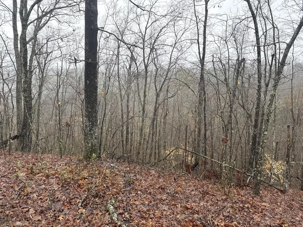 91 Acres Land Cains Creek Road Sandy Hook KY 41171