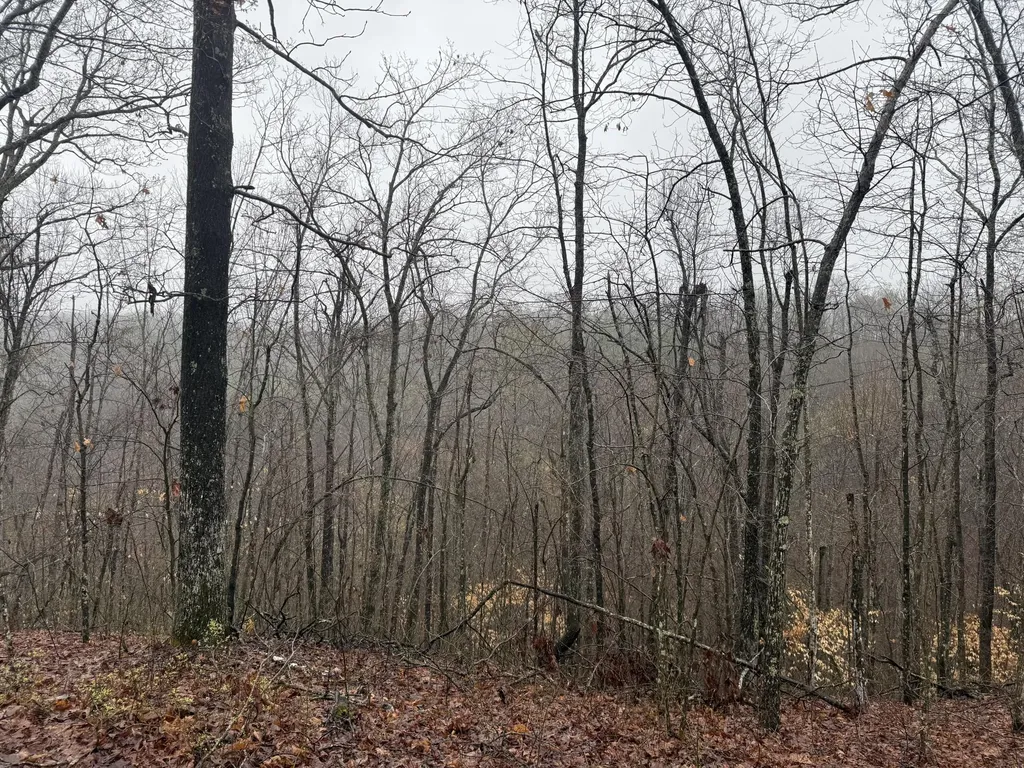 91 Acres Land Cains Creek Road Sandy Hook KY 41171
