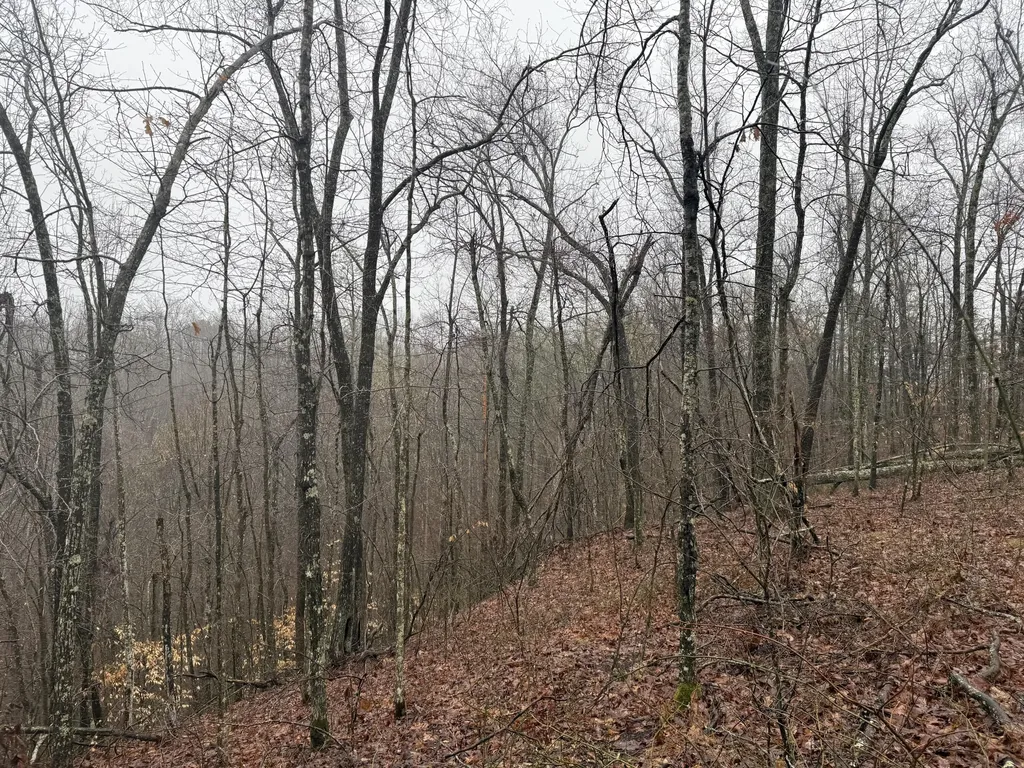 91 Acres Land Cains Creek Road Sandy Hook KY 41171