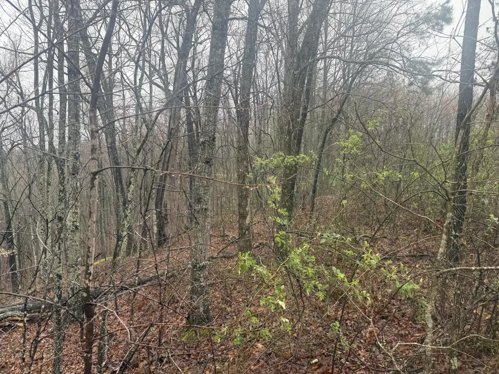 91 Acres Land Cains Creek Road Sandy Hook KY 41171