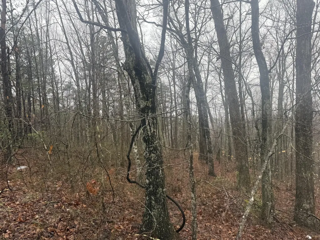 91 Acres Land Cains Creek Road Sandy Hook KY 41171