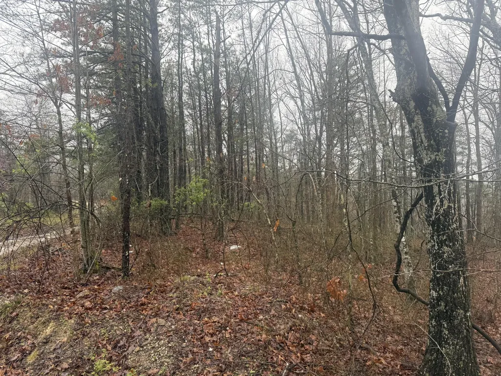 91 Acres Land Cains Creek Road Sandy Hook KY 41171