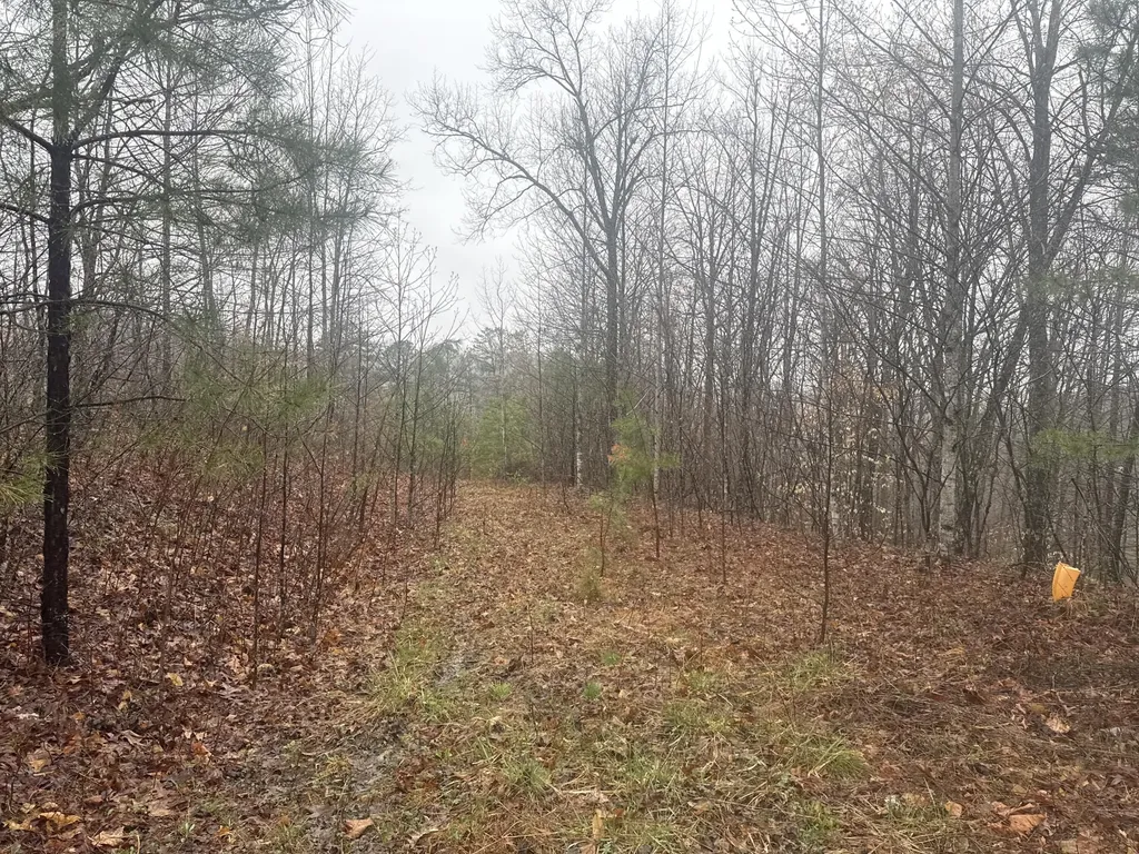 91 Acres Land Cains Creek Road Sandy Hook KY 41171