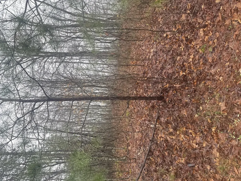 91 Acres Land Cains Creek Road Sandy Hook KY 41171