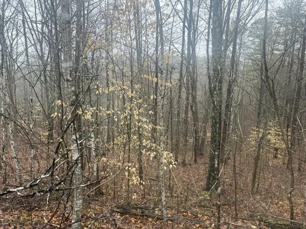 91 Acres Land Cains Creek Road Sandy Hook KY 41171