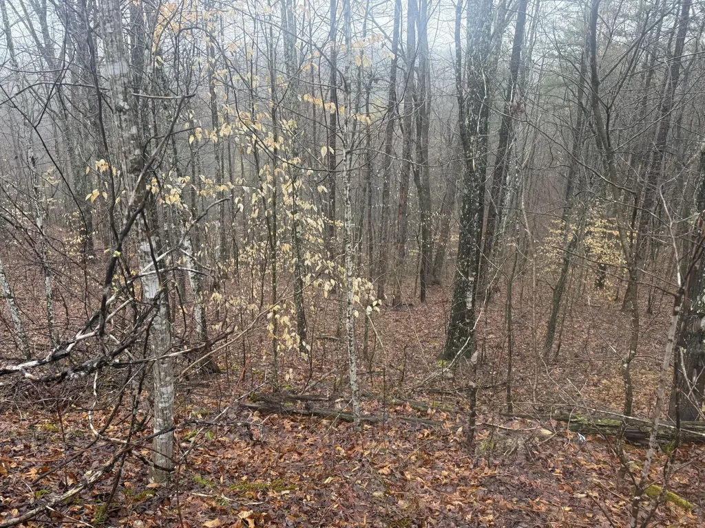 91 Acres Land Cains Creek Road Sandy Hook KY 41171